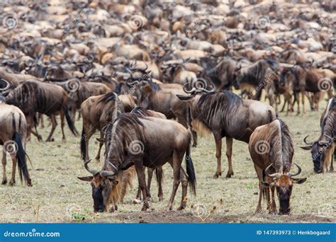 Migraci N Del Wildebeest En Kenia Imagen De Archivo Imagen De Parque