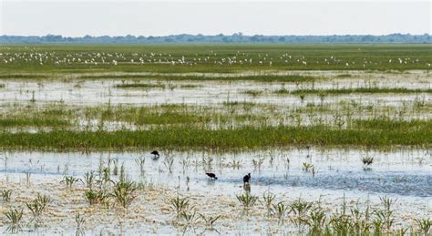 Marismas Qué Son Características Importancia Flora Y Fauna