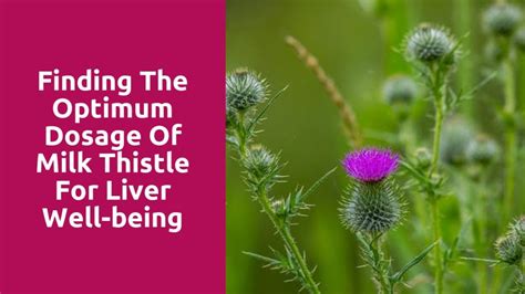 Finding The Optimum Dosage Of Milk Thistle For Liver Well Being Milk Thistle