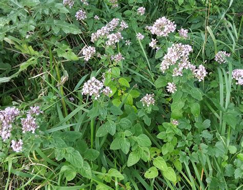 Origanum Vulgare Compactum Riverside Garden Centre