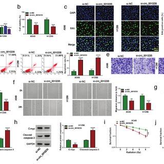 Knockdown Of Circ 0010235 Suppresses Tumor Growth And Elevates