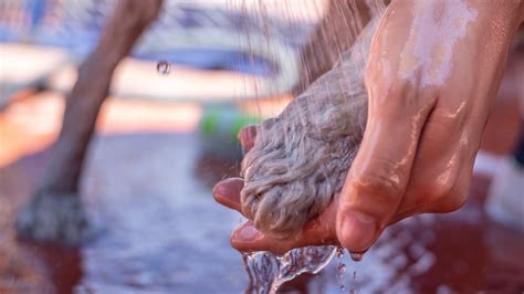 Pawsitive Order: 7 Tricks To Master A Clutter-Free Home With Your Furry Friends