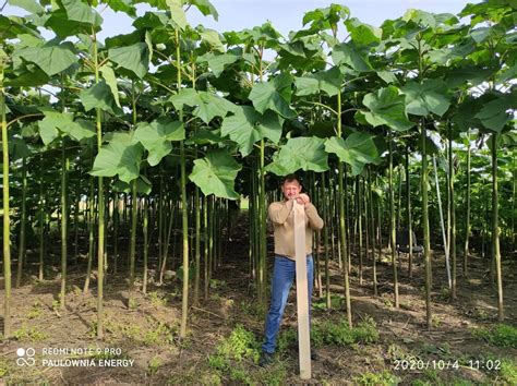 Vivaio di Paulownia in Italia - Paulownia Energy Italia