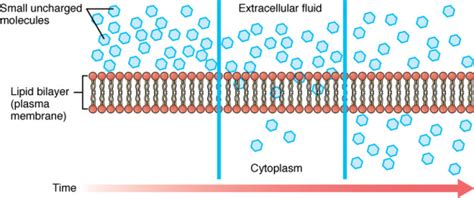 Physiology of Cell Membrane: Partitioning and Transporting