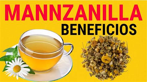 Te De Manzanilla Beneficios Y Propiedades Para La Salud Youtube