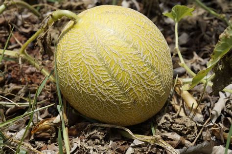 Come Concimare Il Melone E Quando Quandosipianta It