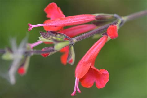 Salvia Coccinea Eflora Of India