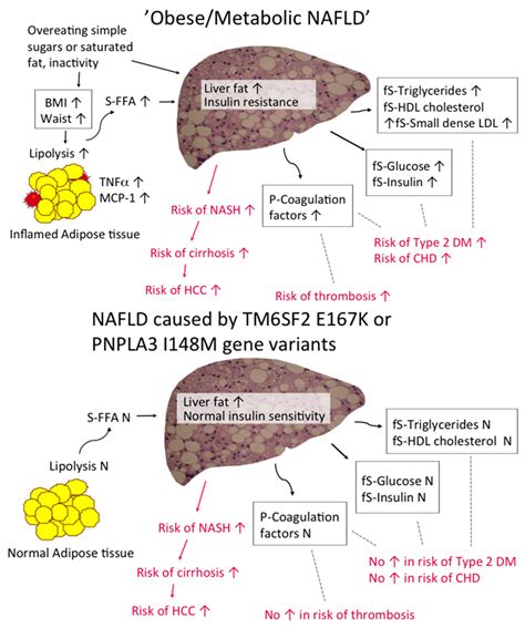 Ijms Free Full Text Definitions Of Normal Liver Fat And The