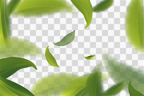 Green Tea Leaves Vector