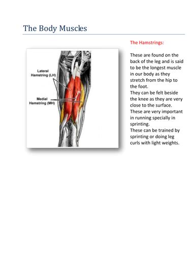 The Body Muscle The Hamstrings Teaching Resources