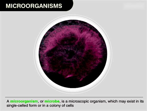 Microorganisms - Useful Or Harmful | Testbook.com