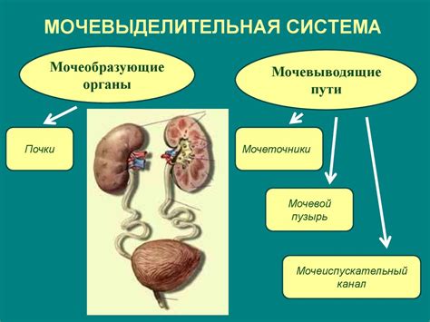 Гистология, цитология, эмбриология. Мочевыделительная система ...