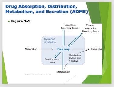 Principles Of Pharmacokinetics Flashcards Quizlet