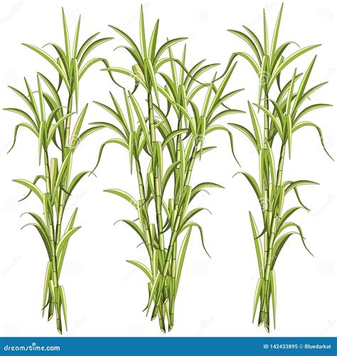 Sugar CaneSugar Cane Exotic Plant Vector Illustration Isolated On White