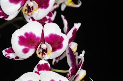 Orquídea blanca con centro púrpura sobre fondo negro Foto Premium