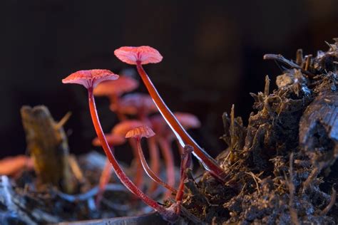 Fungi / Mushroom time-lapse - Cruentamycena viscidocruenta