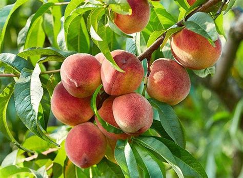 Fruit Trees - Home Gardening Apple, Cherry, Pear, Plum, and Peach Trees ...