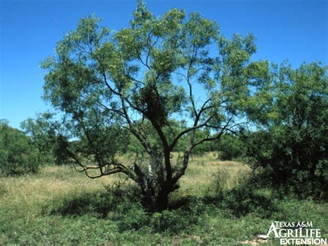 Plants of Texas Rangelands » Mesquite