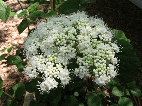 Viburnum Varieties Florida at Derrick Evans blog