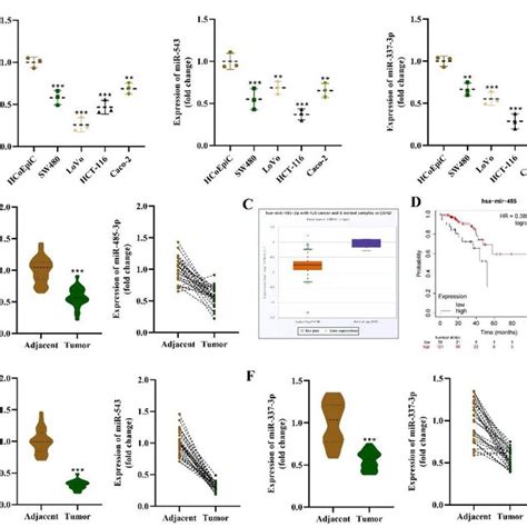 Down Regulation Of MiR 485 3p MiR 543 MiR 337 3p In CRC A RT QPCR