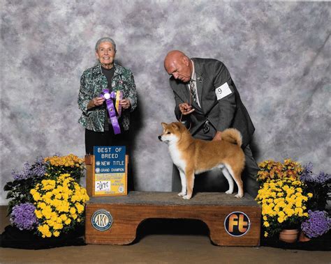 Shiba Inu Puppies, Champion Shiba Inus - Marma Farms