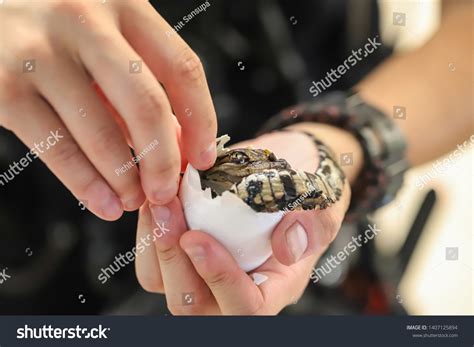 Little Baby Crocodile Hatching Egg Stock Photo 1407125894 Shutterstock