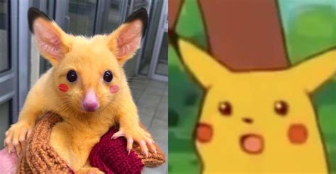 A Real Life Pikachu Exists - Media Chomp