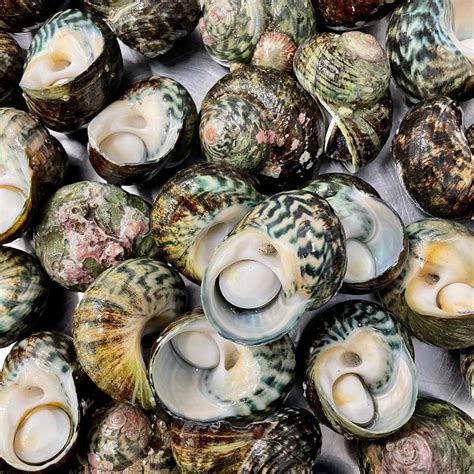 Perfect Periwinkles Recipe Gotta Love Tassie Seafood