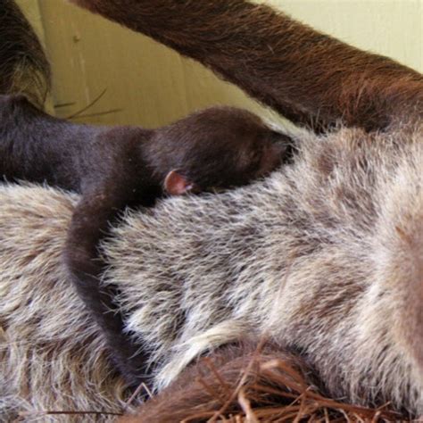 There’s now a baby sloth at Jungle Island - WSVN 7News | Miami News ...