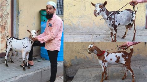 Quality Barbari Goats At Nabeels Goat Farm Aurangabad Maharashtra