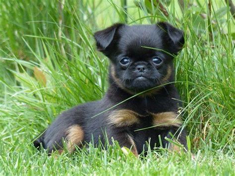 Are Teacup Rottweilers Real