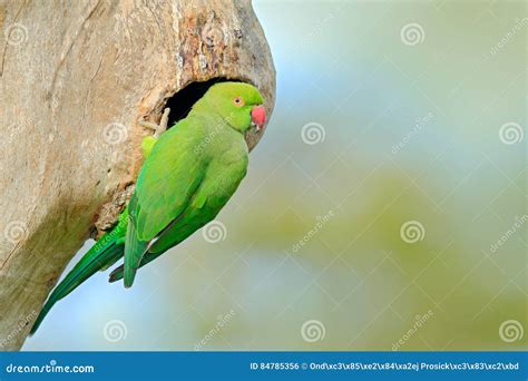 Parrot In The Nest Hole Green Parrot Sitting On Tree Trunk With Nest