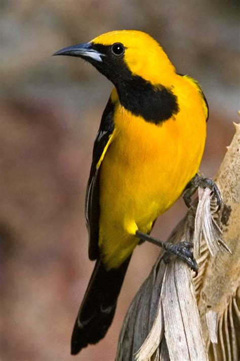 Hooded Oriole San Francisco Citizen