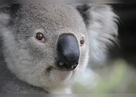 Color Palette Ideas from Koala Mammal Fauna Image | iColorpalette