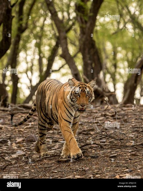 Wild Bengal Female Tiger Or Panthera Tigris Tigris Closeup Head On Walking In Natural Scenic