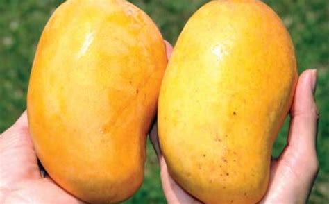 El Mango Ataúlfo Una De Las Frutas Más Queridas Y Vendidas De México