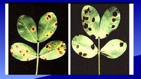 DISEASES OF GROUNDNUT AND THEIR MANAGEMENT