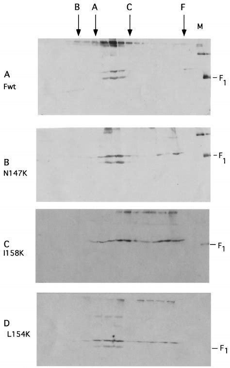 Sucrose Gradient Analysis Of Mutant Proteins At 48 H Post