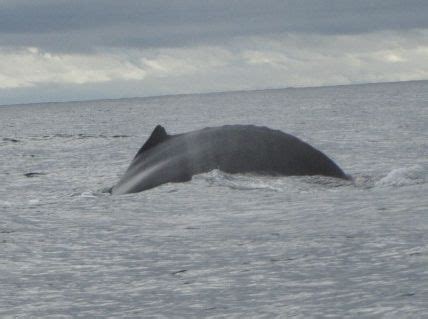 whales at Bahia Solano | Whale, Bahia, Animals