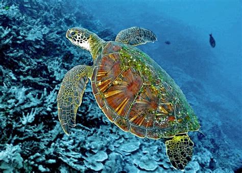 Chelonia Mydas Monaco Nature Encyclopedia