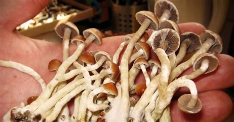 Psychedelic Compound In Magic Mushrooms Promising As Treatment For