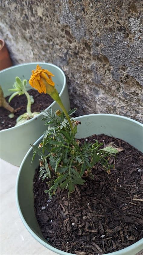 Sunlight Why Is My French Marigold Dying Gardening And Landscaping