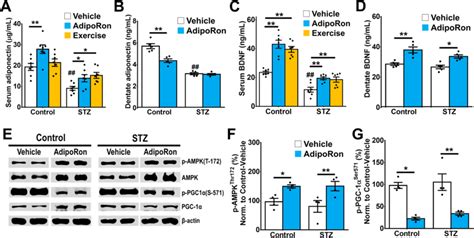 Effects Of AdipoRon Treatment On Expression Levels Of Adiponectin