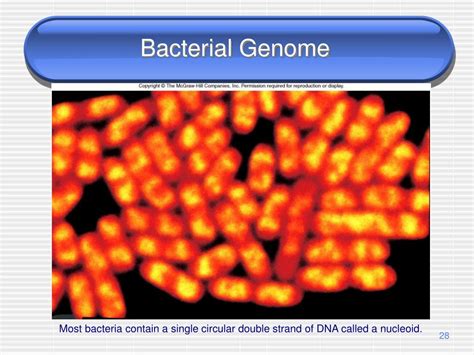 Ppt The Prokaryotes Powerpoint Presentation Free Download Id3026123