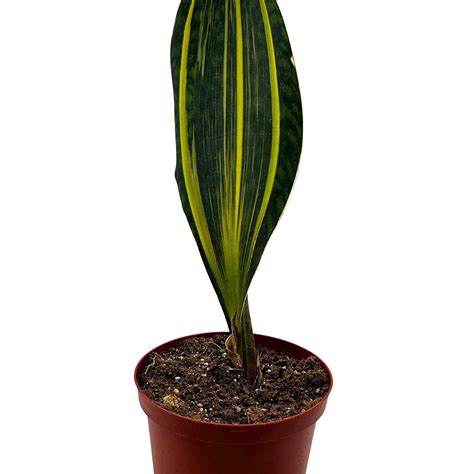 Variegated Whale Fin Snake Plant 6 Inch Sansevieria Masoniana Yellow