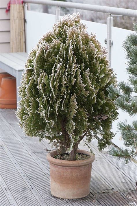 Thuja Orientalis Pyramidalis Aurea Bild Kaufen 12192364