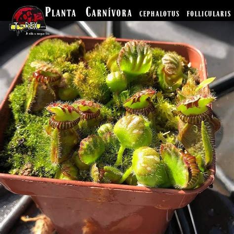 Planta Carn Vora Cephalotus Follicularis Como Cuidar E Cultivar