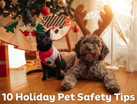 10 Holiday Pet Safety Tips Bellwood Animal Hospital