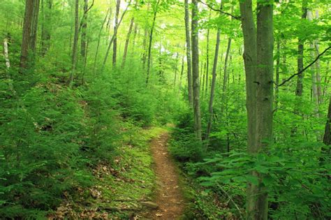 Free picture: wood, landscape, nature, leaf, tree, forest road ...