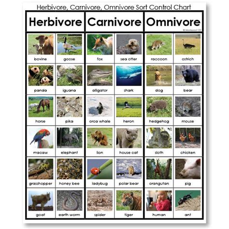 Carnivore Omnivore And Herbivore